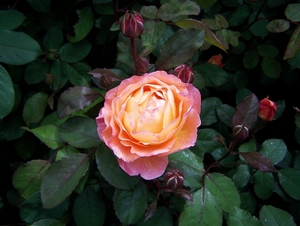 Een van de vele mooie geurende rozen