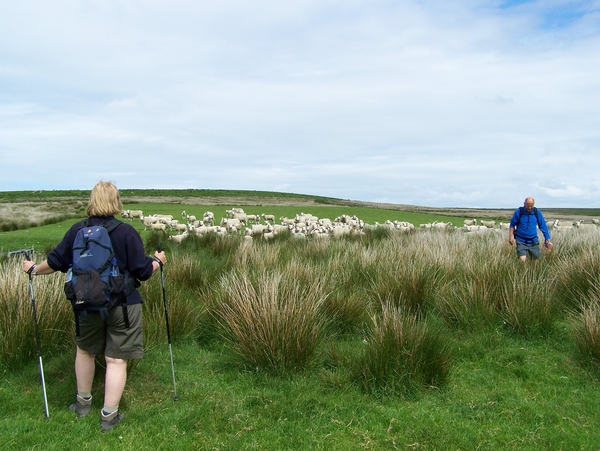 schapen,wandelen,Engeland