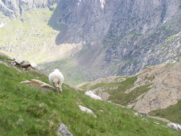 Wandelen,berg,schapen,Wales,Engeland