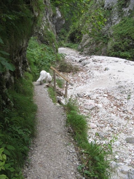 20080805 039 Slovenië Martuljek Wasserfälle