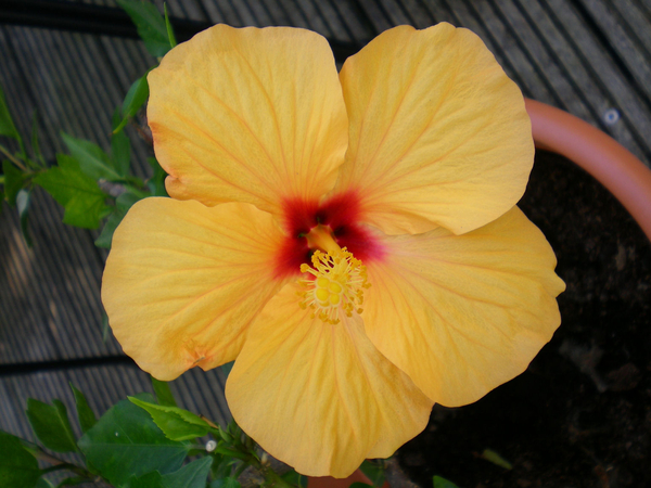 Hibiscus (geel)