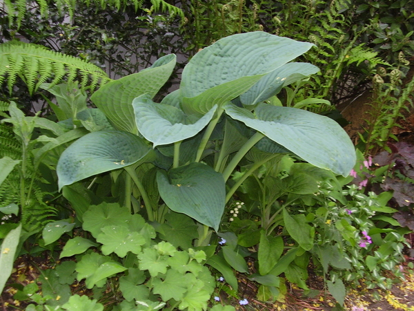 hosta