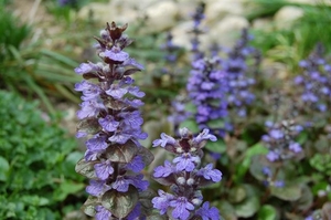 0- a  1Ajuga_01_Small