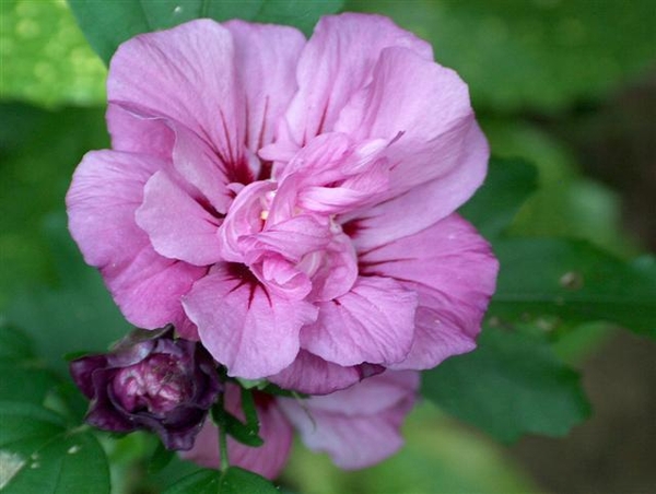 0- a  1Hibiscus%20HPIM3338%20(Small)