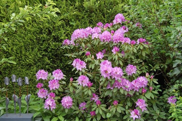 0- a  1rhodo%20paars%20(Small)