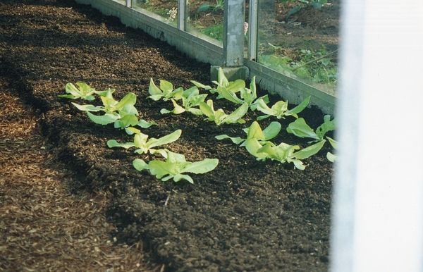 planten in compost