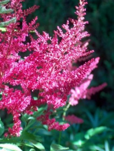 0- a  1astilbe%20(A)%20Fanal