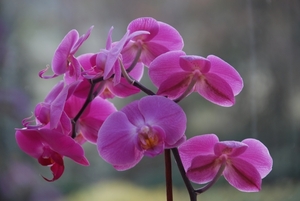 JSC_0037 Orchidee