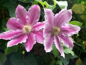 0- a  1Clematis%20C