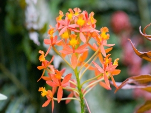 MV9_2847_Oranje bloem