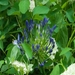 MV9_2908_Blauwe bloem