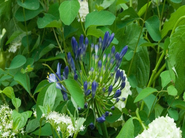 MV9_2908_Blauwe bloem