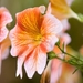 MV9_2914_oranje witte bloem