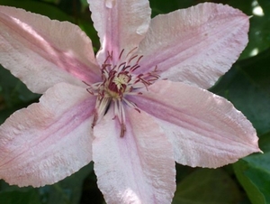 0- a  1Clematis%20hagley%20hibride%20Hpim1711