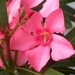 0- a  1oleander%20rose%20Hpim1889