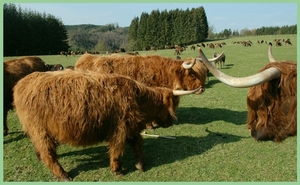 Buffels Houffalize