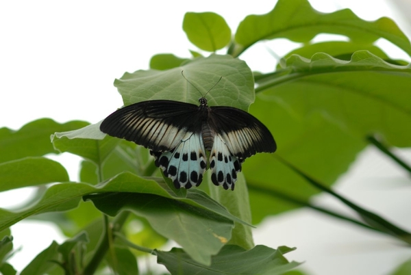 Opnamen in de vlindertuin Knokke