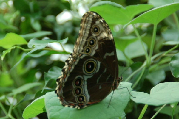 Opnamen in de vlindertuin Knokke