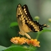 2007 09 10 De Papillo glauces vlinder uit Noord Amerika