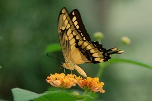 2007 09 10 De Papillo glauces vlinder uit Noord Amerika
