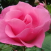 roze roos