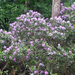 Rododendrons