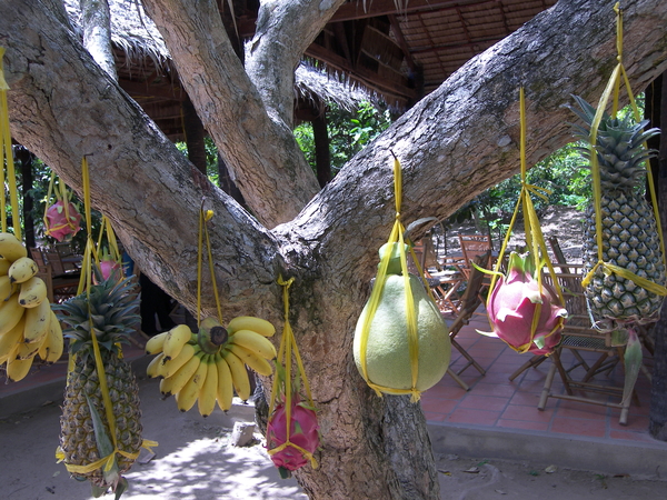Tropisch fruit