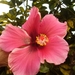Hibiscus by ons in tuin