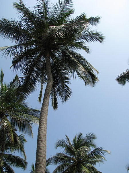 Wuivende palmen