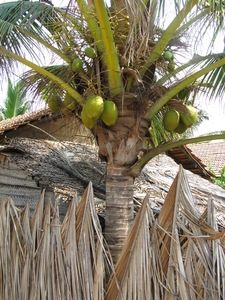 Groene cocosnoten