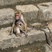 Moeder aap met haar jong