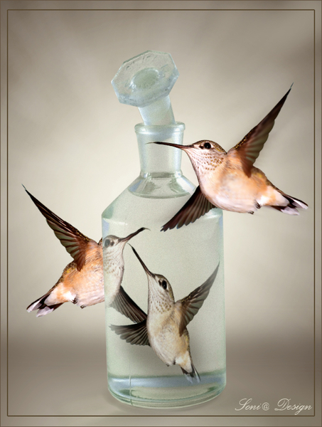 vogels in glas