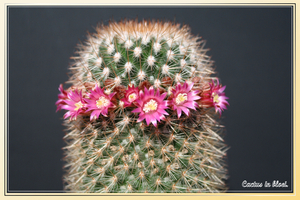 cactus in bloei.