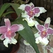 0- a  1a_Orchid1-l_Madeira. (Medium)