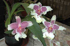 0- a  1a_Orchid1-l_Madeira. (Medium)