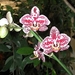 0- a  1a_Orchid3-l_Madeira. (Medium)