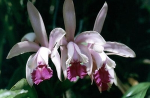 0- a  1a Orchidee1- Madeira.l (Medium)