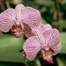 0- a  1a Madeira .Orchidee2-l (Medium)