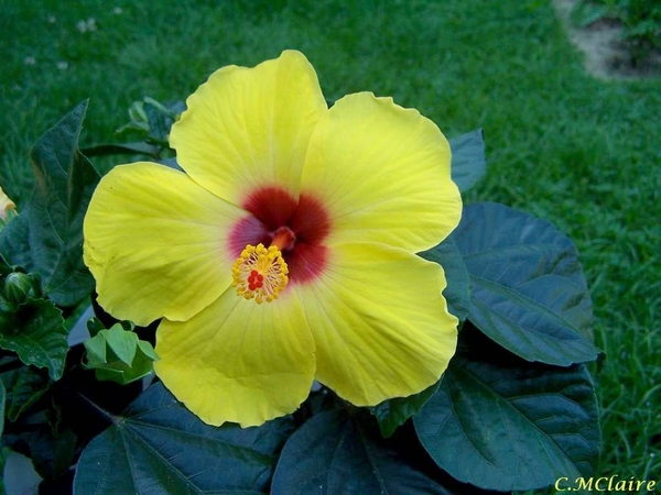 00- 1  a1  Hibiscus