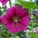 00- 1  a1 Alcea-rosea