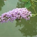 00- 1  a1 buddleia