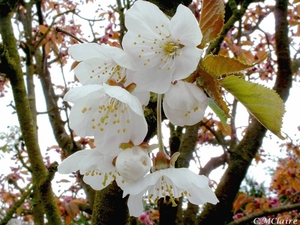 00- 1  a1 Cerisier-a-fleurs