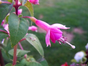 00- 1  a1 fuschia