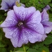 00- 1  a1 Petunia%20