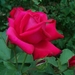 00- 1  a1 Rose-rouge