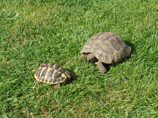Schildpadjes