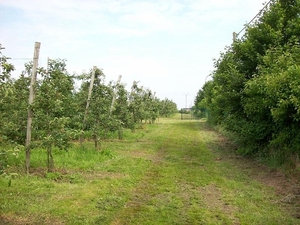 Appelboomgaard open gesteld voor wandeltocht