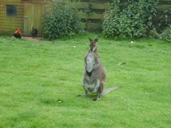 kangoeroe   in tuin in belgisch middelburg