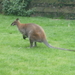 kangoeroe in tuin in belgisch middelburg