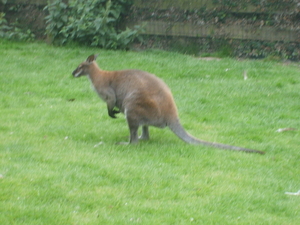 kangoeroe in tuin in belgisch middelburg